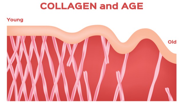 does youtheory collagen work benefits