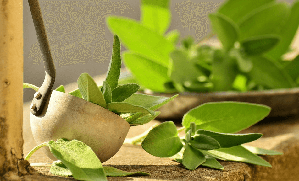plexus metaburn ingredients green tea
