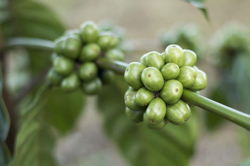 Green coffee beans in a bunch on stem