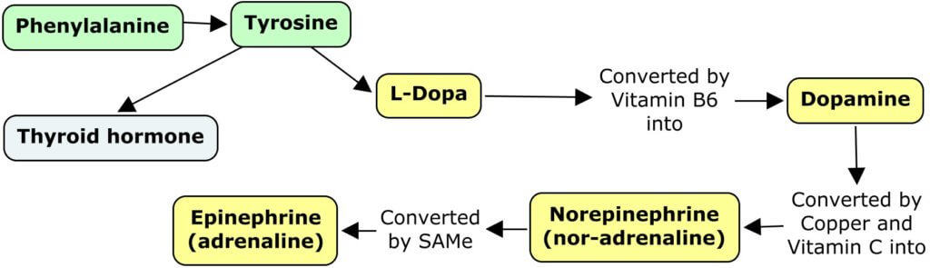 What Does l-Tyrosine Do