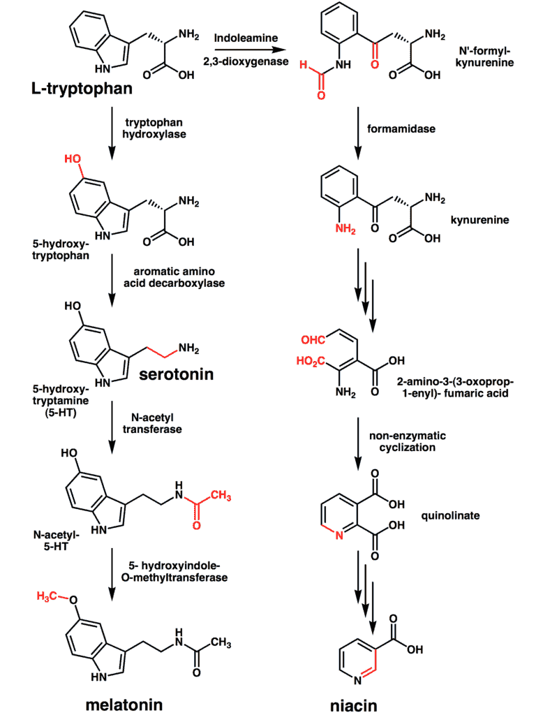 L-Tyrosine Uses