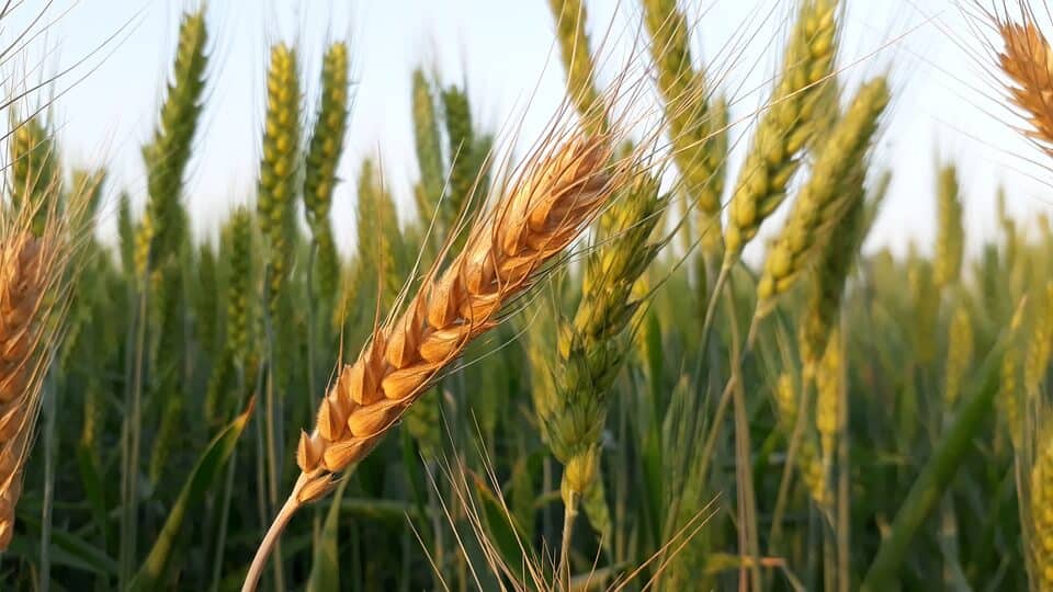 Up close shot of barley in the field