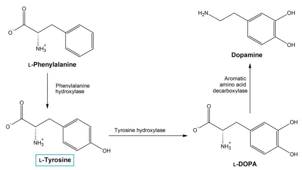 What is L-Tyrosine