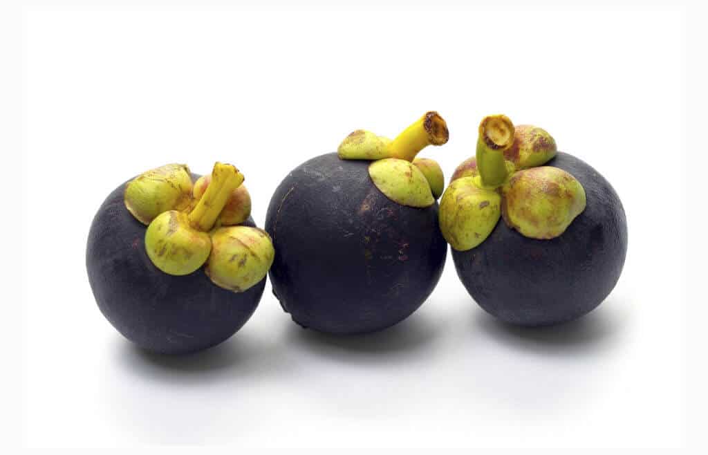 garcinia mangostana