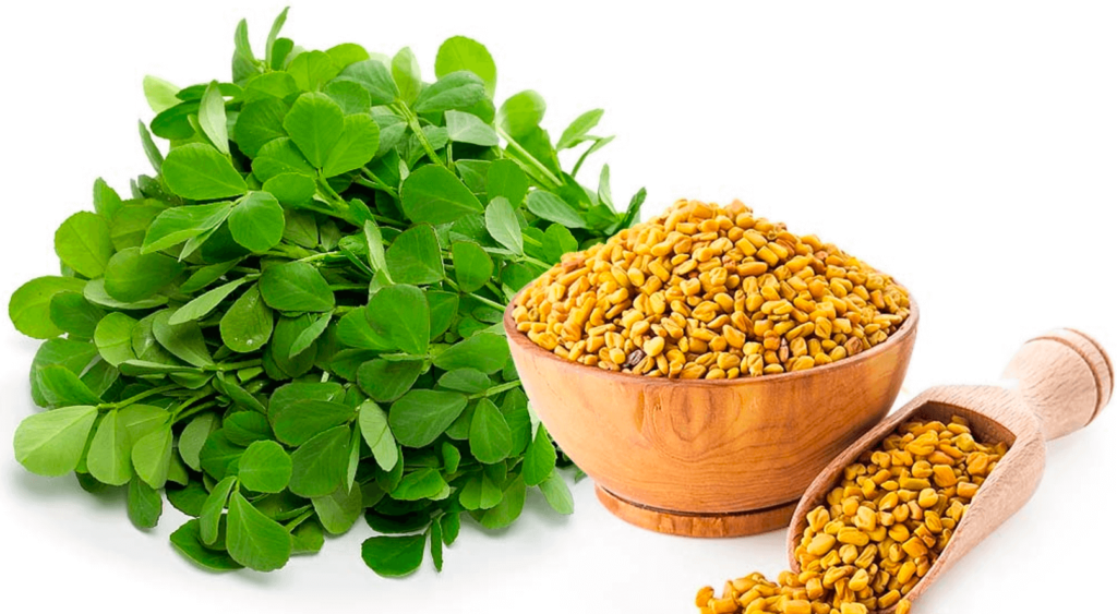 Testofen – Benefits of Branded Fenugreek