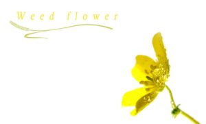 Tribulus Terrestris – Ayurvedic Plant for General Virility?